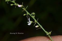 Pseudarthria viscida